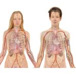 Ideas to explain the human body to children in Primary Education